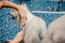 Fluffies Pet Stop Clinic thumb 10
